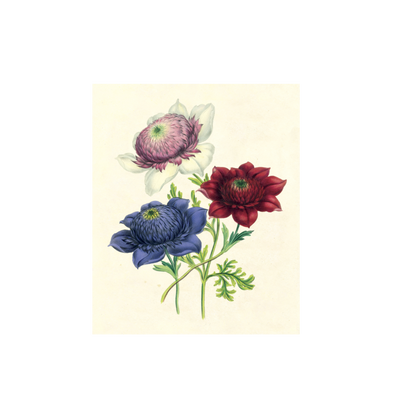 Botanical print Jane Webb Loudon collection