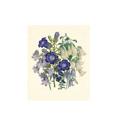 Botanical print Jane Webb Loudon collection