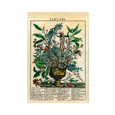 Stampa botanica The Flower Garden