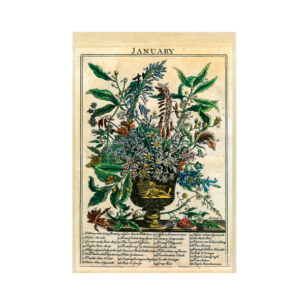 Stampa botanica Gardenia Herbier Général de l'Amateur - Aboca Life Shop