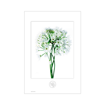 Lámina botánica Ajo Art Flower