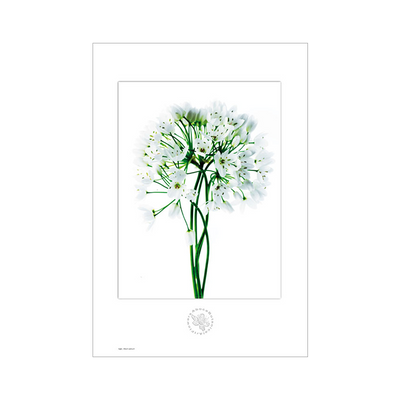 Illustration botanique Ail Art Flower