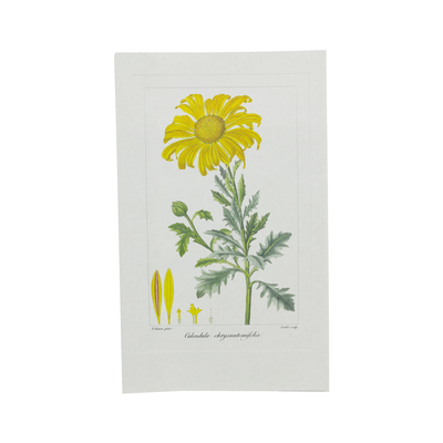 Illustration botanique Calendula Herbier Général de l’Amateur
