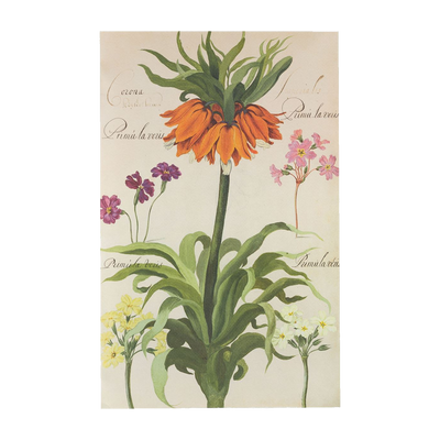 Flower plates De Geest Corona imperiale