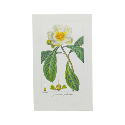 Lámina botánica Gardenia Herbier Général de l'Amateur