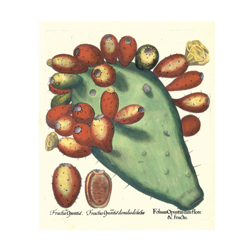 Botanical print Basilius Besler collection