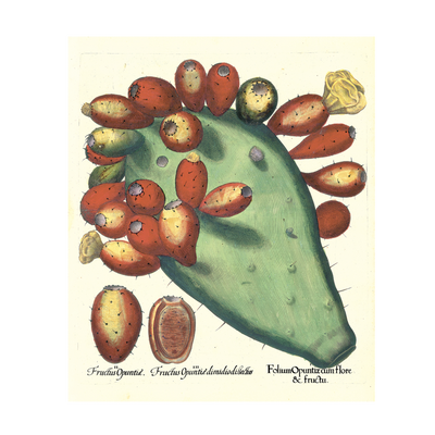 Stampa botanica Besler