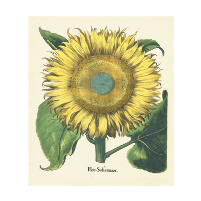 Stampa botanica Besler