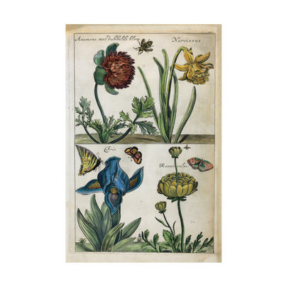 Stampa botanica Cause