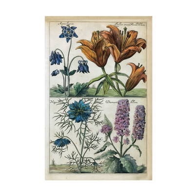 Stampa botanica Cause