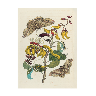 Stampa botanica Merian