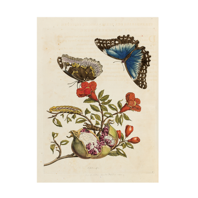 Stampa botanica Merian