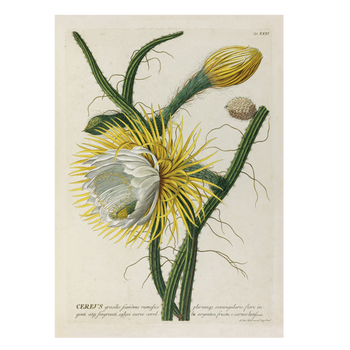 Botanical print Cristoph Jacob Trew