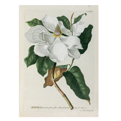 Stampa botanica Trew