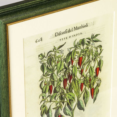 Tavola botanica con cornice Peperoncino I Discorsi P.A. Mattioli