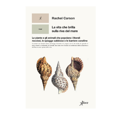 La vita che brilla sulla riva del mare