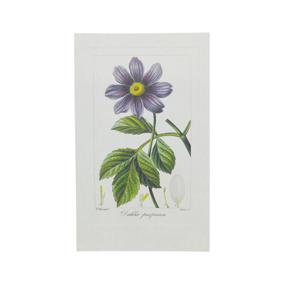 Stampa botanica Dalia Herbier Général de l'Amateur