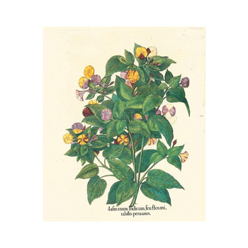 Lámina botánica Dondiego de noche de Hortus Eystettensis