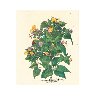 Stampa botanica Bella di notte Hortus Eystettensis