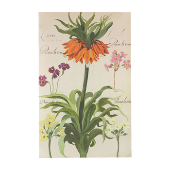 Flower plates De Geest Corona imperiale