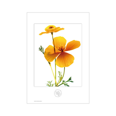 Stampa botanica Escolzia Art Flower