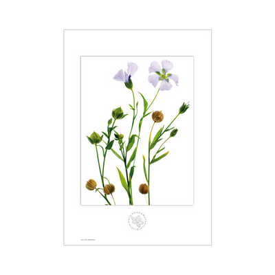 Stampa botanica Lino Art Flower