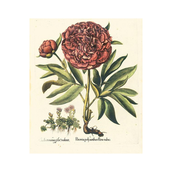 Stampa botanica Peonia Hortus Eystettensis