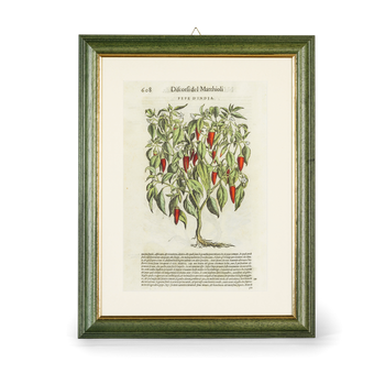 Tavola botanica con cornice Peperoncino I Discorsi P.A. Mattioli