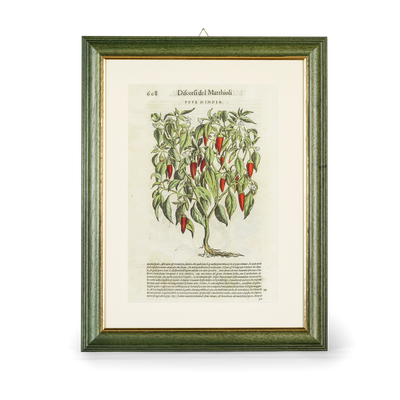 Tavola botanica con cornice Peperoncino I Discorsi P.A. Mattioli