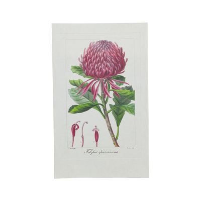 Stampa botanica Telopea Herbier Général de l'Amateur